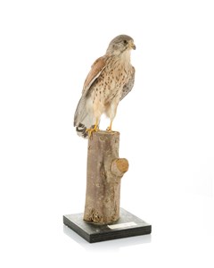 Image description is not available for 1983.76.1